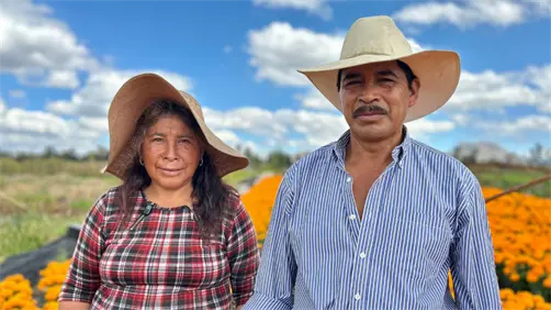 Cempasúchil en CDMX: Imelda y Víctor, el matrimonio de productores que innova con sus flores en Día de Muertos Cempasúchil en CDMX: Imelda y Víctor, el matrimonio de productores que innova con sus flores en Día de Muertos