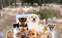 La Paz tendrá el primer panteón para mascotas en Baja California Sur