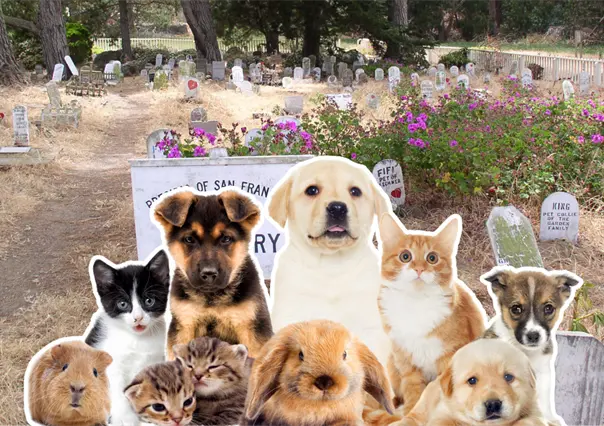 La Paz tendrá el primer panteón para mascotas en Baja California Sur