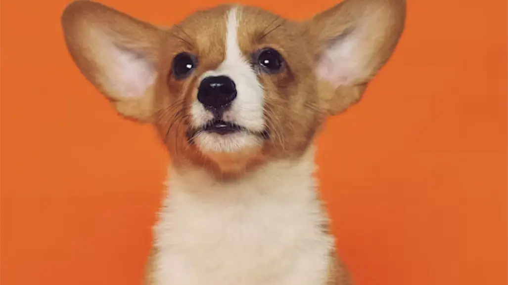 El refugio Azteca invita a jornada de adopción de mascotas en Ciudad Victoria; esto se sabe