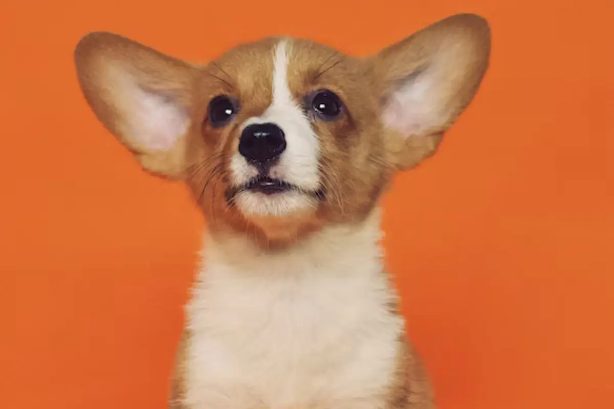 El refugio Azteca invita a la jornada de adopción de mascotas en Ciudad Victoria; adopta responsablemente o dona croquetas.