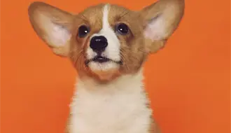 El refugio Azteca invita a jornada de adopción de mascotas en Ciudad Victoria; esto se sabe