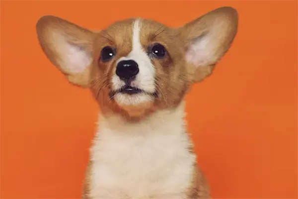 El refugio Azteca invita a jornada de adopción de mascotas en Ciudad Victoria; esto se sabe El refugio Azteca invita a jornada de adopción de mascotas en Ciudad Victoria; esto se sabe