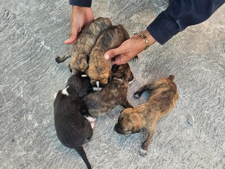 imagen-cuerpo imagen-cuerpo