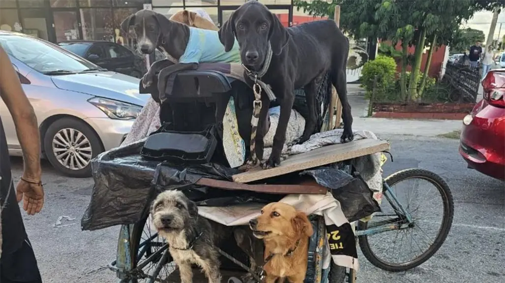 Rescatan a perros y gatos amarrados a un triciclo en Mérida; la UPA los atendió y serán puestos en adopción tras sufrir maltrato animal