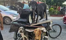 Rescatan a perros y gatos amarrados a un triciclo en Mérida; la UPA los atendió y serán puestos en adopción tras sufrir maltrato animal
