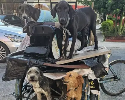 Rescatan a perros y gatos amarrados a un triciclo en Mérida; la UPA los atendió y serán puestos en adopción tras sufrir maltrato animal