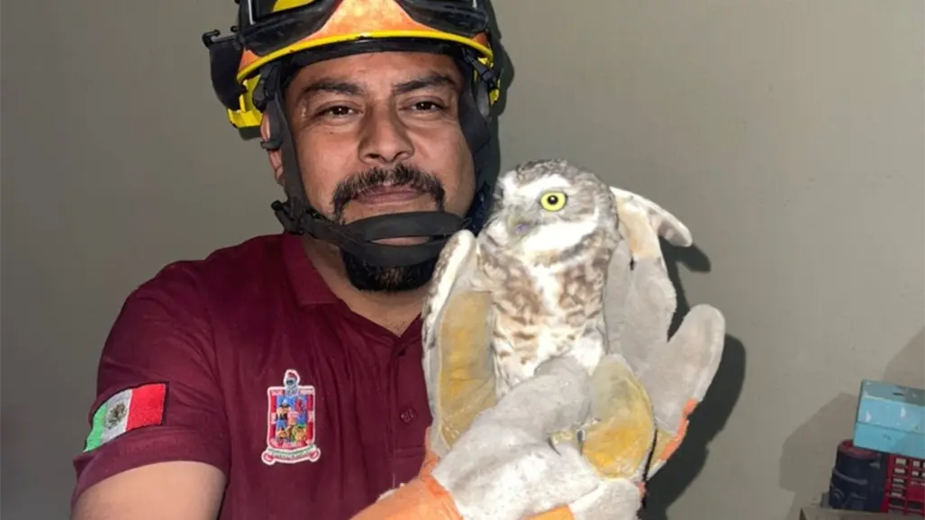 Doble rescate de búhos y un gato atrapado ponen en acción a brigadistas de Escobedo