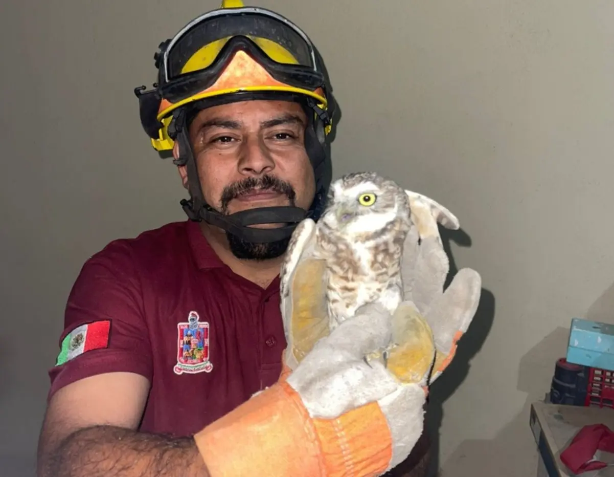 El rescate de los búhos ocurrió dentro de un domicilio en la colonia Valles de San Francisco, donde los habitantes. Foto: Protección Civil de Escobedo.