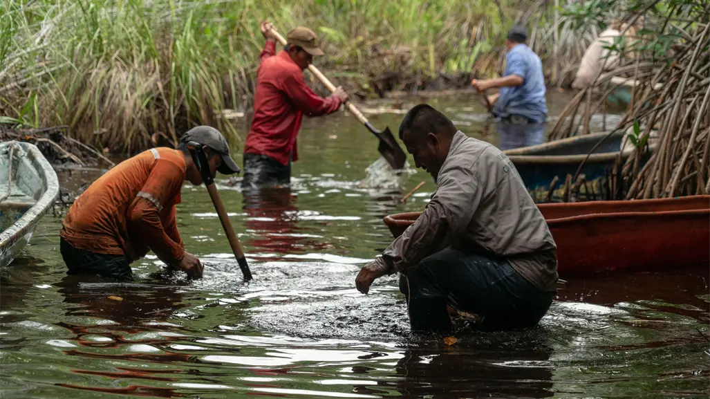 Destinan 22 millones de pesos para restaurar los manglares de la costa yucateca