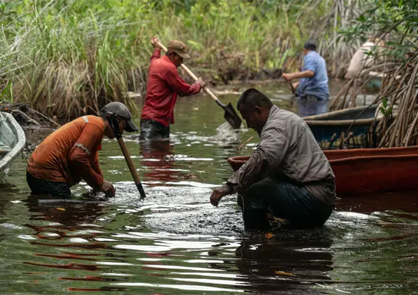 Destinan 22 millones de pesos para restaurar los manglares de la costa yucateca