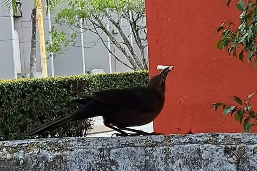 Ave con una colilla de cigarro en el pico. Foto: Axel Hassel