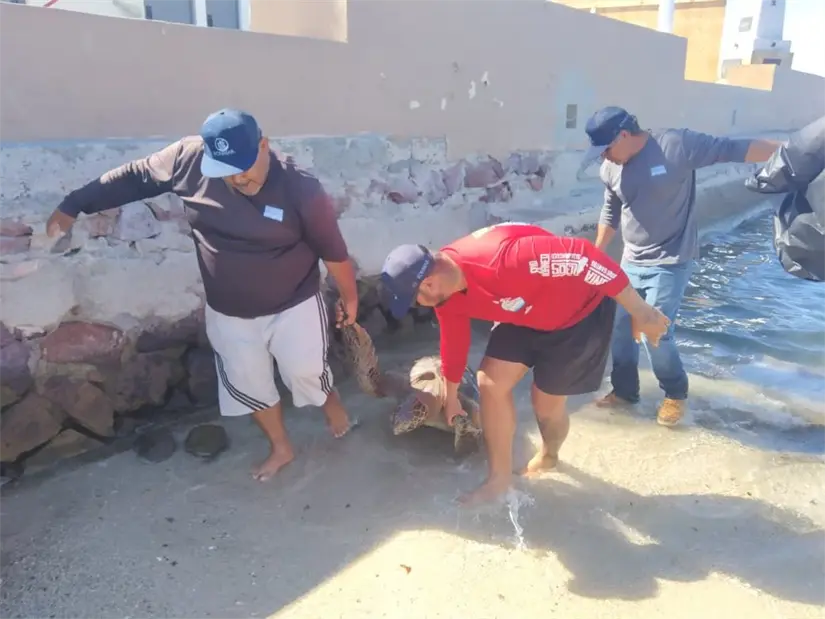 imagen recuadro Foto: Fonmar BCS / Facebook.