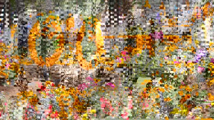 imagen-cuerpo imagen-cuerpo