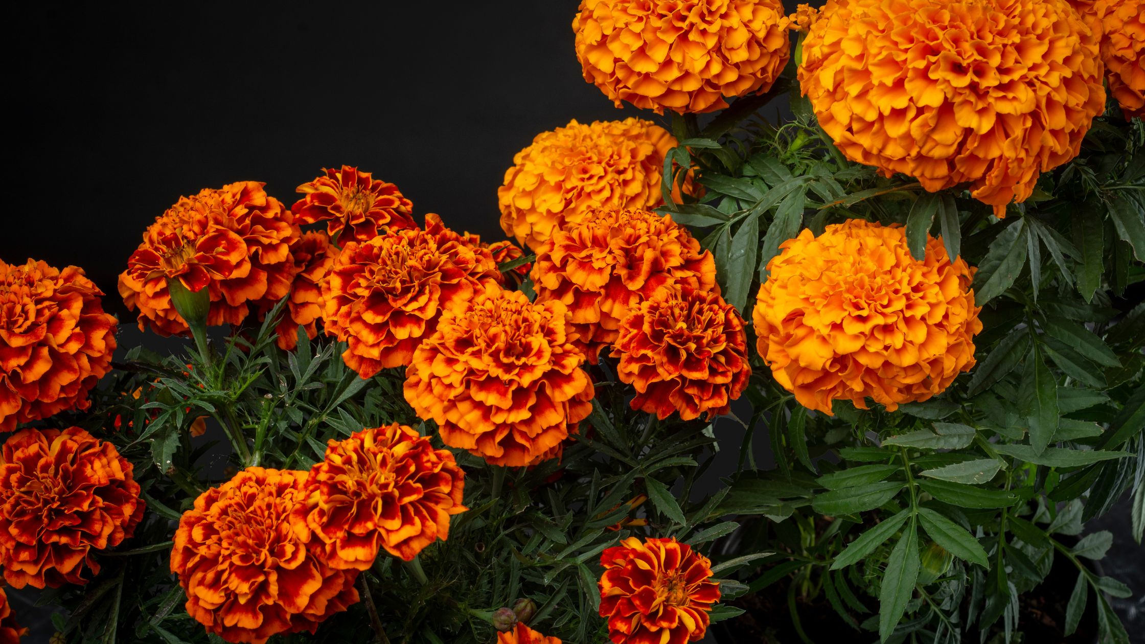 imagen-cuerpo imagen-cuerpo