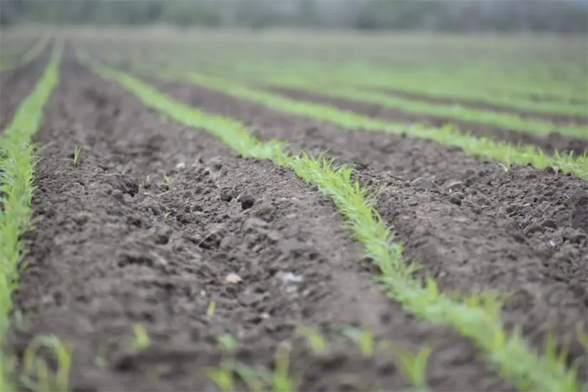 imagen recuadro Foto: Gobierno Tamaulipas
