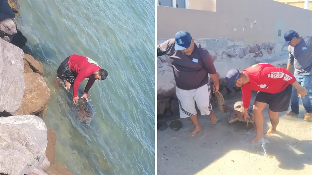 Encuentran nuevamente tortuga varada sin signos en el kiosko del malecón de La Paz