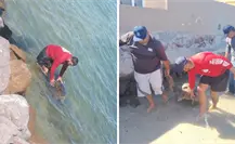 Encuentran nuevamente tortuga varada sin signos en el kiosko del malecón de La Paz Encuentran nuevamente tortuga varada sin signos en el kiosko del malecón de La Paz