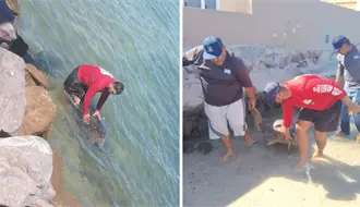 Encuentran nuevamente tortuga varada sin signos en el kiosko del malecón de La Paz