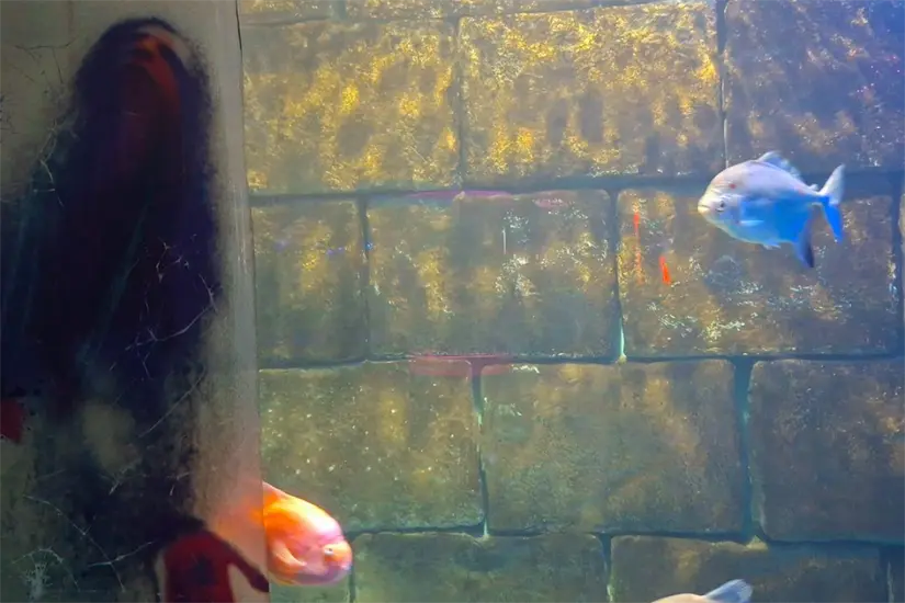 imagen recuadro Pasa una experiencia única en el acuario | Foto: Zoológico y Acuario de Nuevo Laredo