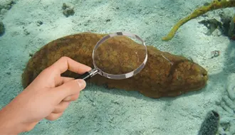 Nace la esperanza en Celestún: reportan el posible hallazgo de pepino de mar