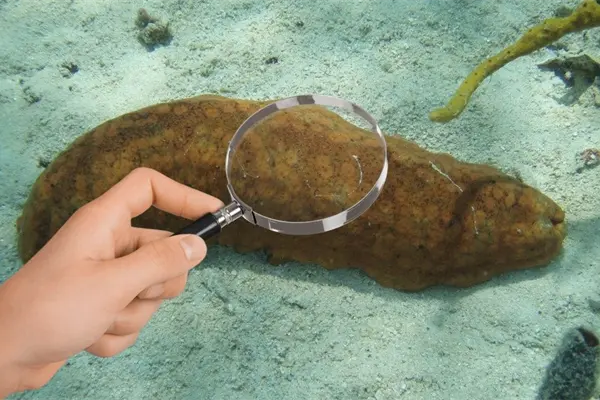 Nace la esperanza en Celestún: reportan el posible hallazgo de pepino de mar Nace la esperanza en Celestún: reportan el posible hallazgo de pepino de mar