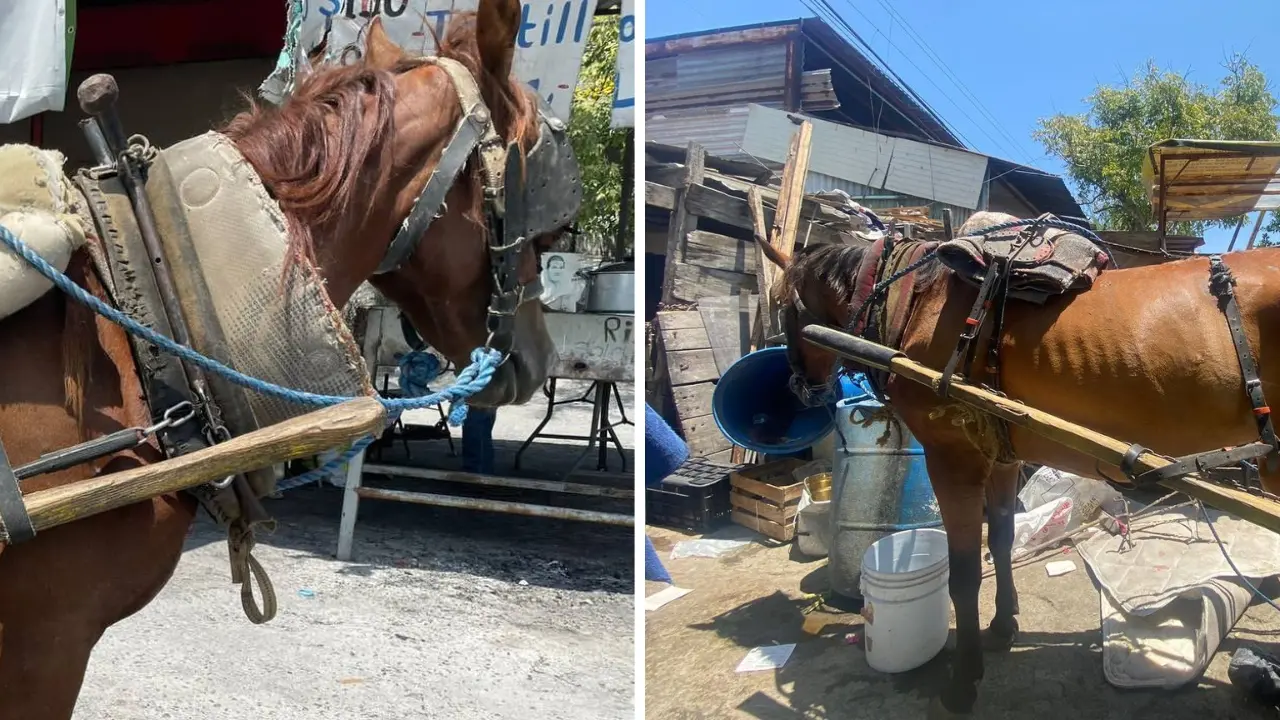 Caballos con carretones. Foto: Municipio de Guadalupe