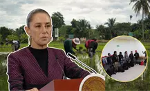 Sheinbaum confirma investigación por explotación infantil en los campos de BCS, tras rescate de 24 niños