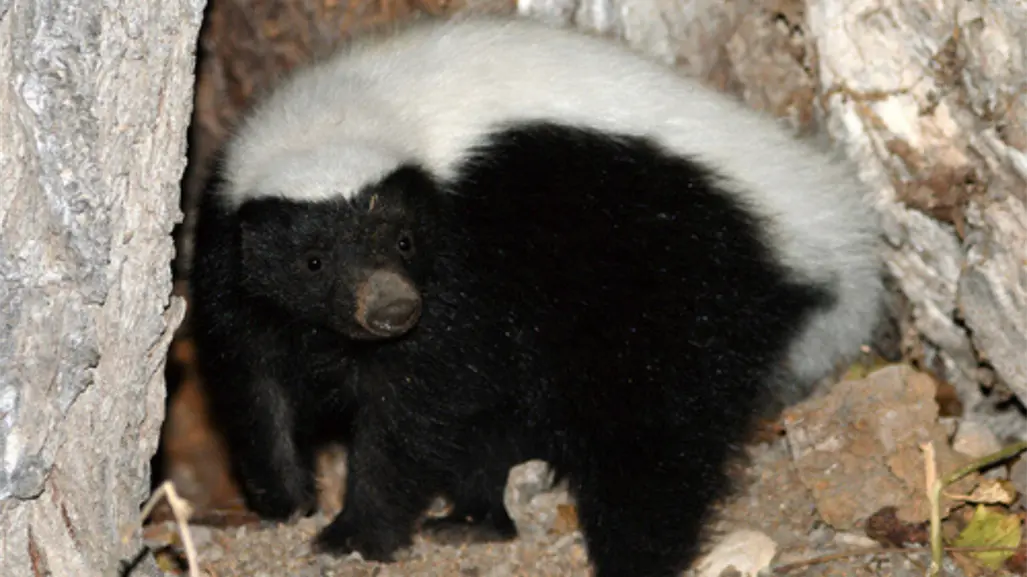 Presenta UAT primer catálogo de 145 especies mamíferas de Tamaulipas
