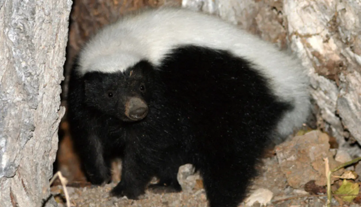 Un trabajo que se dice fácil, pero que tomó ocho años de recorrer selvas, montañas y reservas naturales. Foto: Gobierno de México