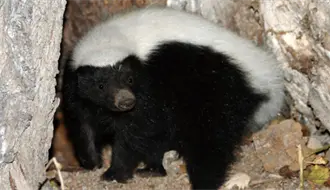 Presenta UAT primer catálogo de 145 especies mamíferas de Tamaulipas