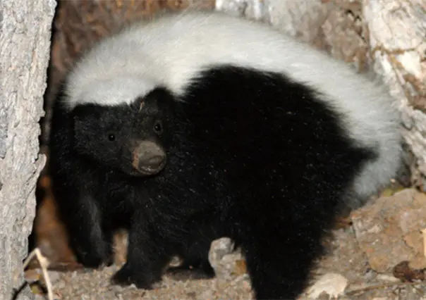 Presenta UAT primer catálogo de 145 especies mamíferas de Tamaulipas
