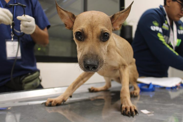 imagen-cuerpo imagen-cuerpo