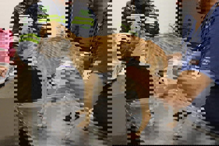 imagen-cuerpo imagen-cuerpo