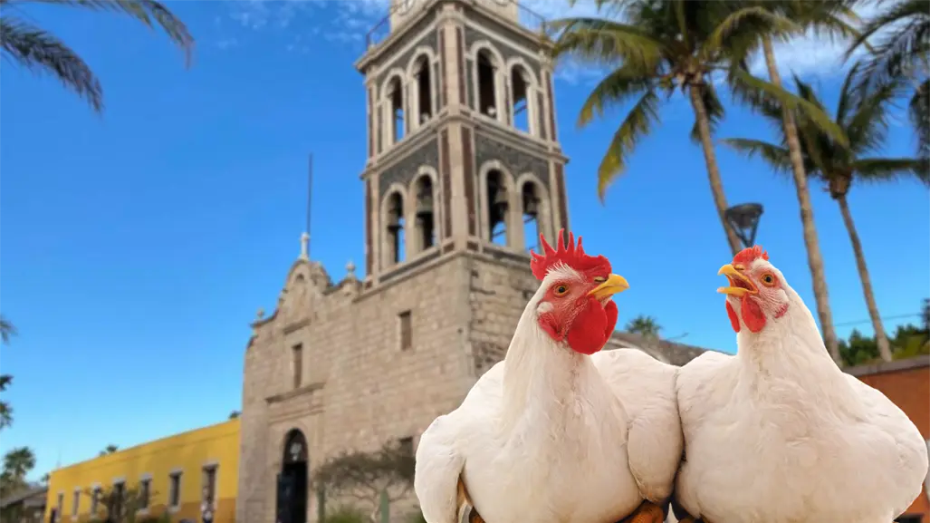 ¿De dónde viene la frase Gallinas de Loreto en Baja California Sur?