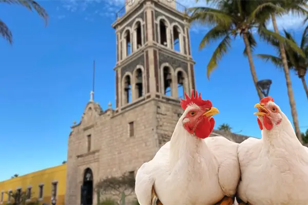 ¿De dónde viene la frase Gallinas de Loreto en Baja California Sur?