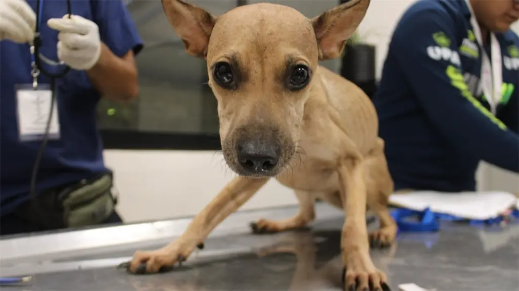 Multan con más de 90 mil pesos al responsable de abandonar ocho perros en Ciudad Caucel