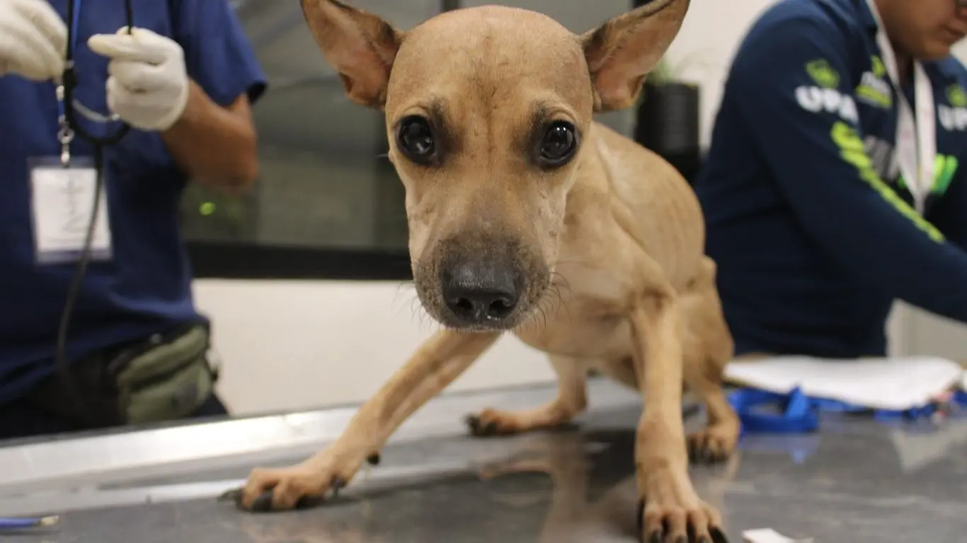 ¿Qué ocurrió después del rescate de los 8 perros?. Foto: Ayuntamiento de Mérida