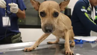 Multan con más de 90 mil pesos al responsable de abandonar ocho perros en Ciudad Caucel