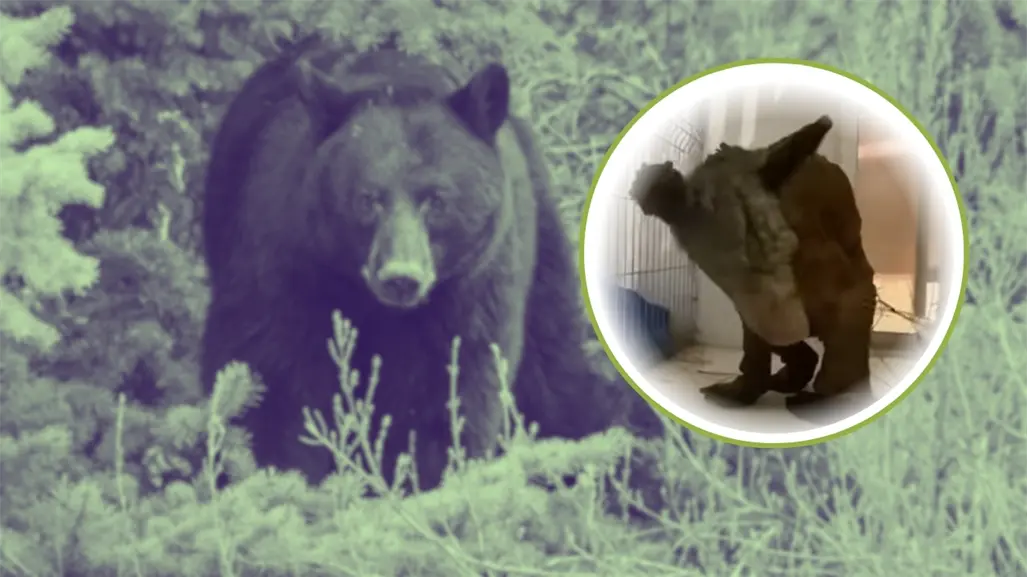 ¡Mina va ganando la batalla! La osa rescatada ya pesa 37.6 kilos