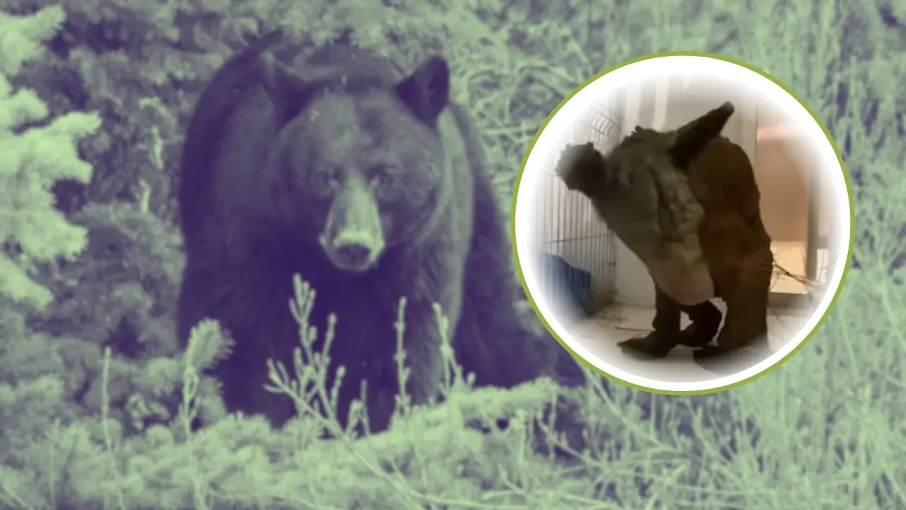 De fondo un oso negro y en el círculo la osa Mina. Foto: Canva