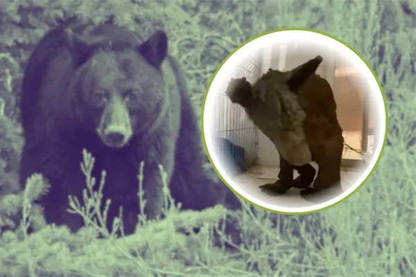 ¡Mina va ganando la batalla! La osa rescatada ya pesa 37.6 kilos ¡Mina va ganando la batalla! La osa rescatada ya pesa 37.6 kilos