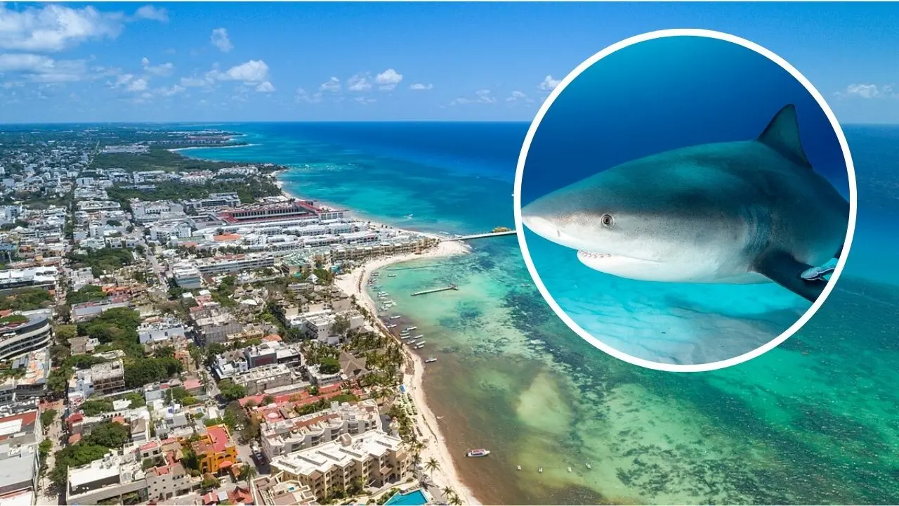 ¿Dónde se pueden ver tiburones toro en Quintana Roo? Foto: Canva