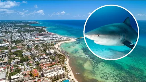 Empieza la temporada de tiburón toro en Quintana Roo: estas son las playas con avistamientos