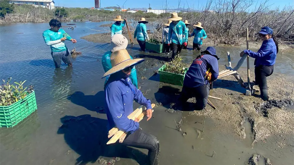 Ellas están salvando un manglar en el corazón de La Paz