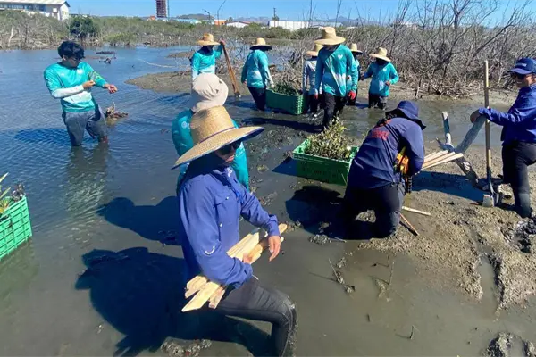 Ellas están salvando un manglar en el corazón de La Paz