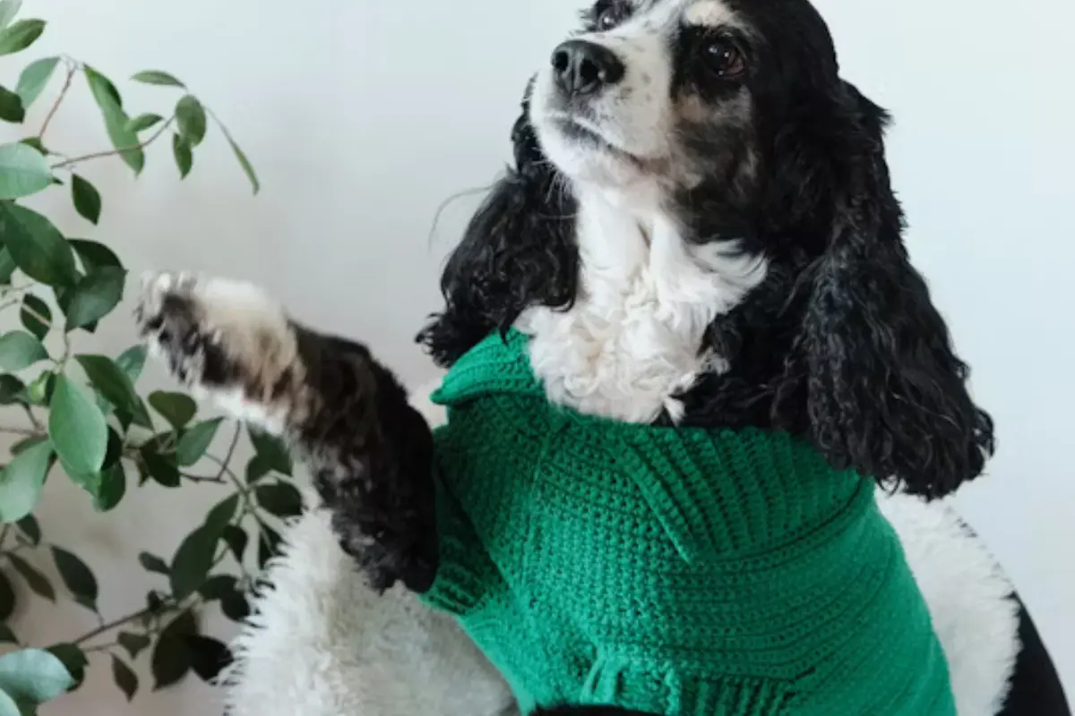 Conoce las tiendas en Ciudad Victoria donde puedes comprar ropa para mascotas y cómo protegerlas del frío en esta temporada.