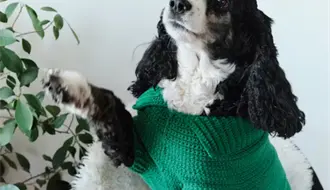 Frente Frío en Tamaulipas: ¿Dónde comprar suéters para mascotas?