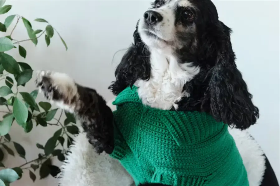 Frente Frío en Tamaulipas: ¿Dónde comprar suéters para mascotas?