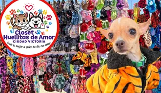 Negocio en Ciudad Victoria combina moda para mascotas y apoyo a albergues